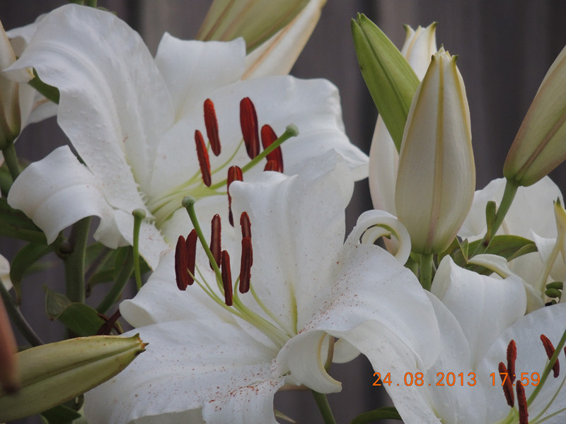 flower 655_.jpg