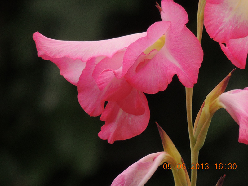 flower 368_.jpg