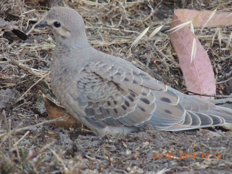 bird 398_.jpg