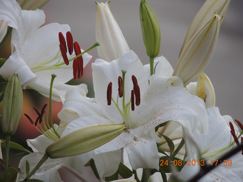 flower 657_.jpg