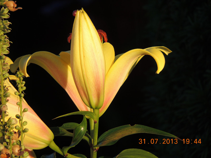 flower 274_.jpg
