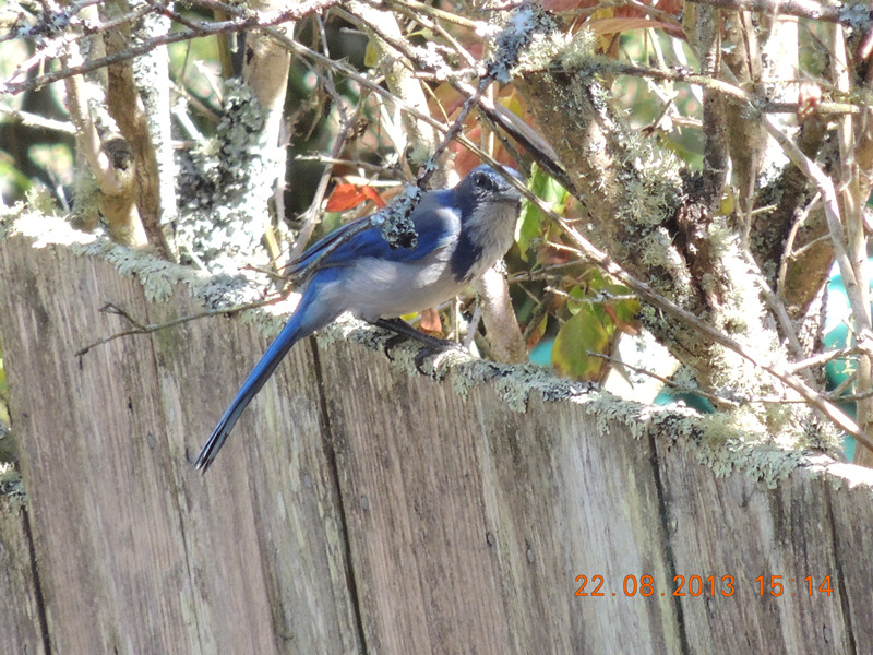 bird 165_.jpg