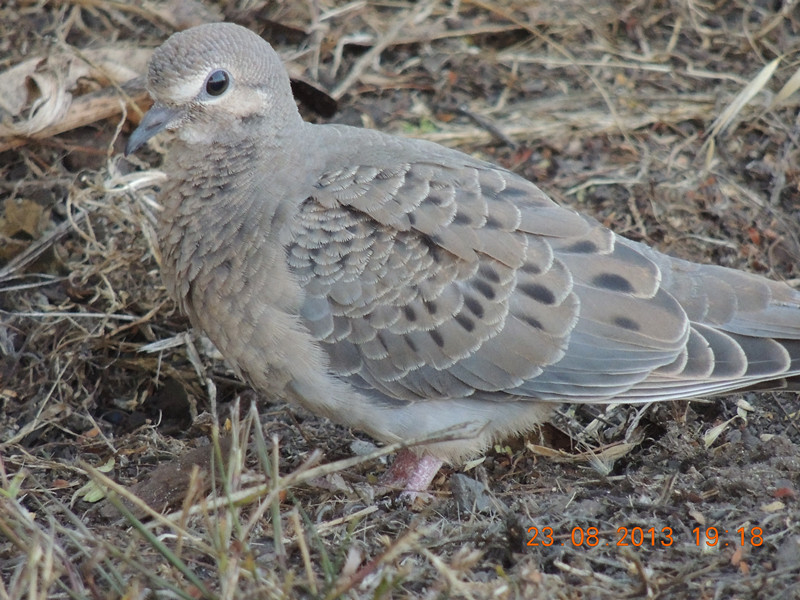 bird 409_.jpg