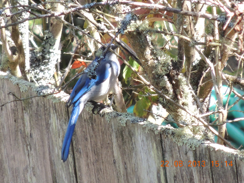 bird 157_.jpg