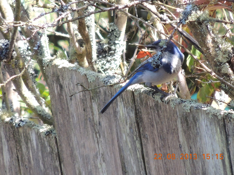 bird 166_.jpg