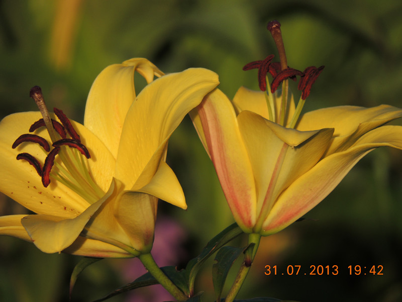 flower 269_.jpg
