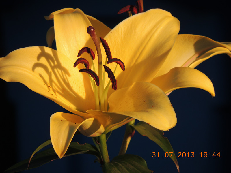 flower 276_.jpg