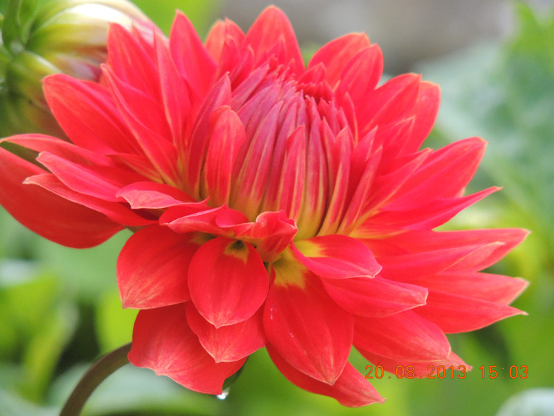 flower 573_.jpg