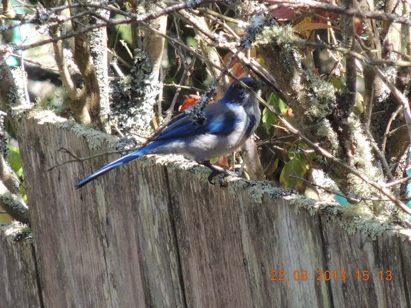 bird 145_.jpg
