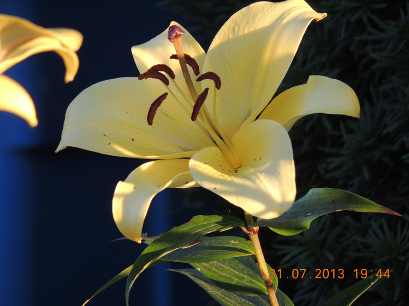 flower 275_.jpg
