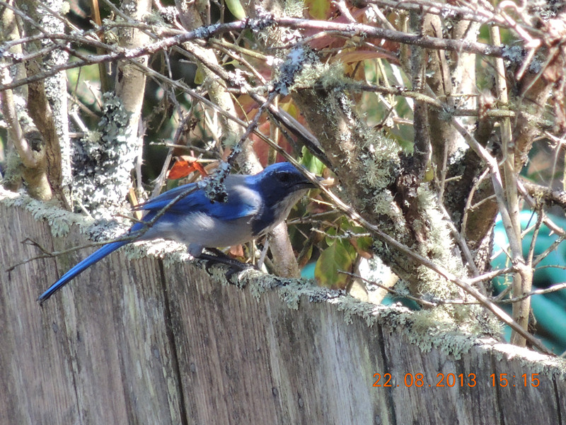 bird 167_.jpg