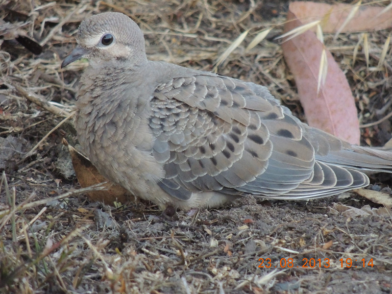 bird 396_.jpg