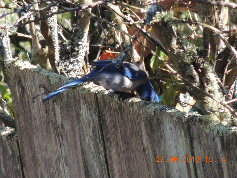 bird 162_.jpg