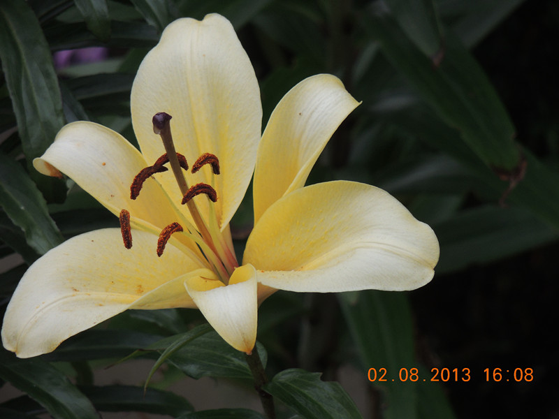 flower 361_.jpg