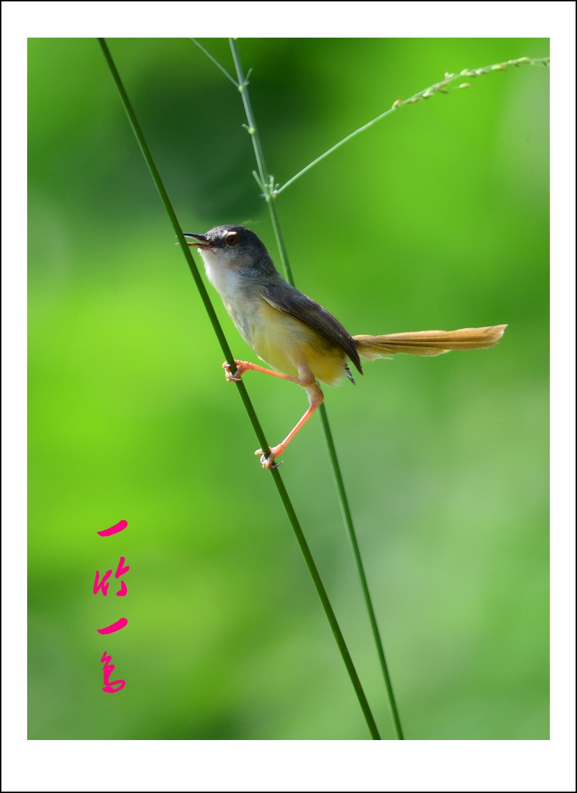 DSC_5421_conew1.jpg