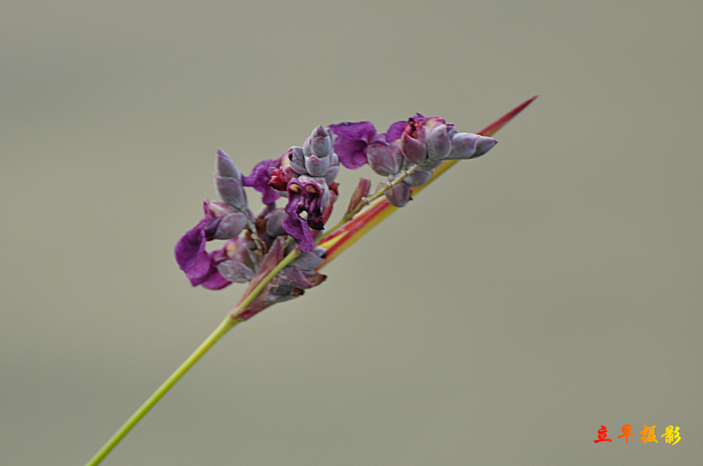 DSC_1525.JPG