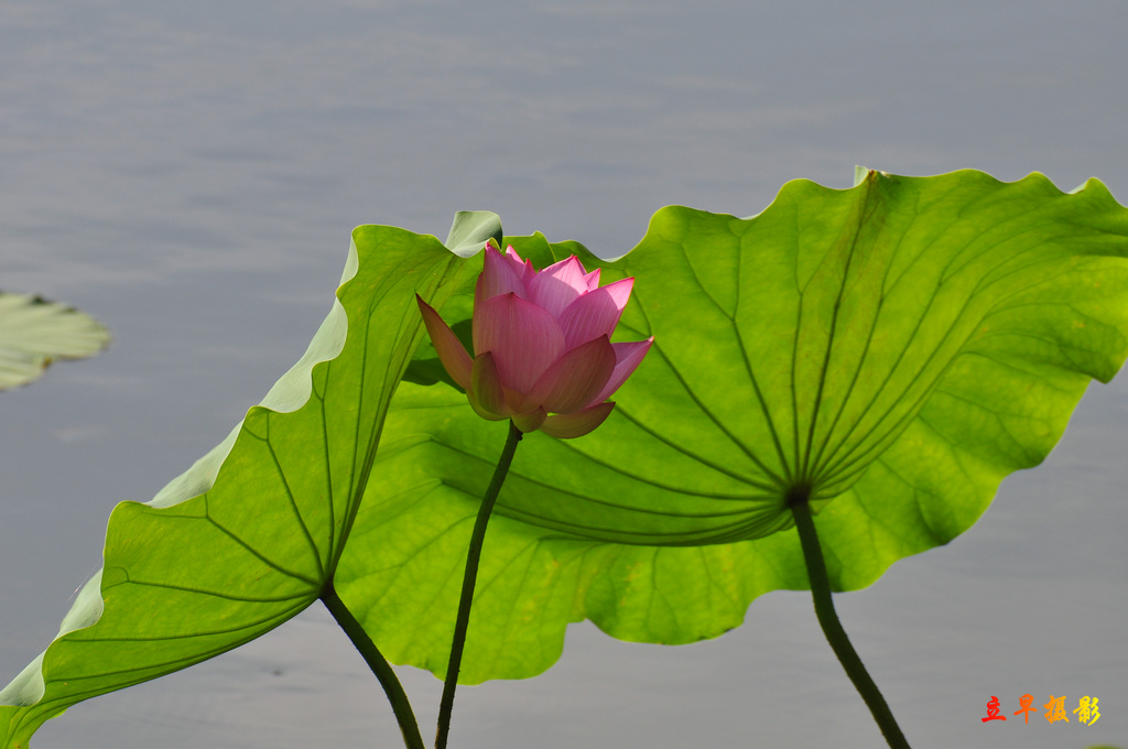 DSC_1192.JPG