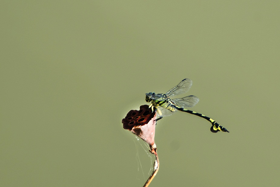 DSC_9549.jpg