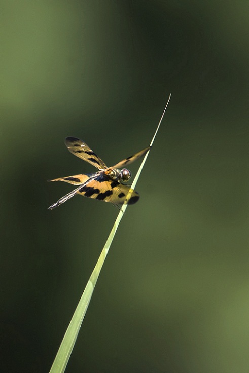 DSC_8007.jpg