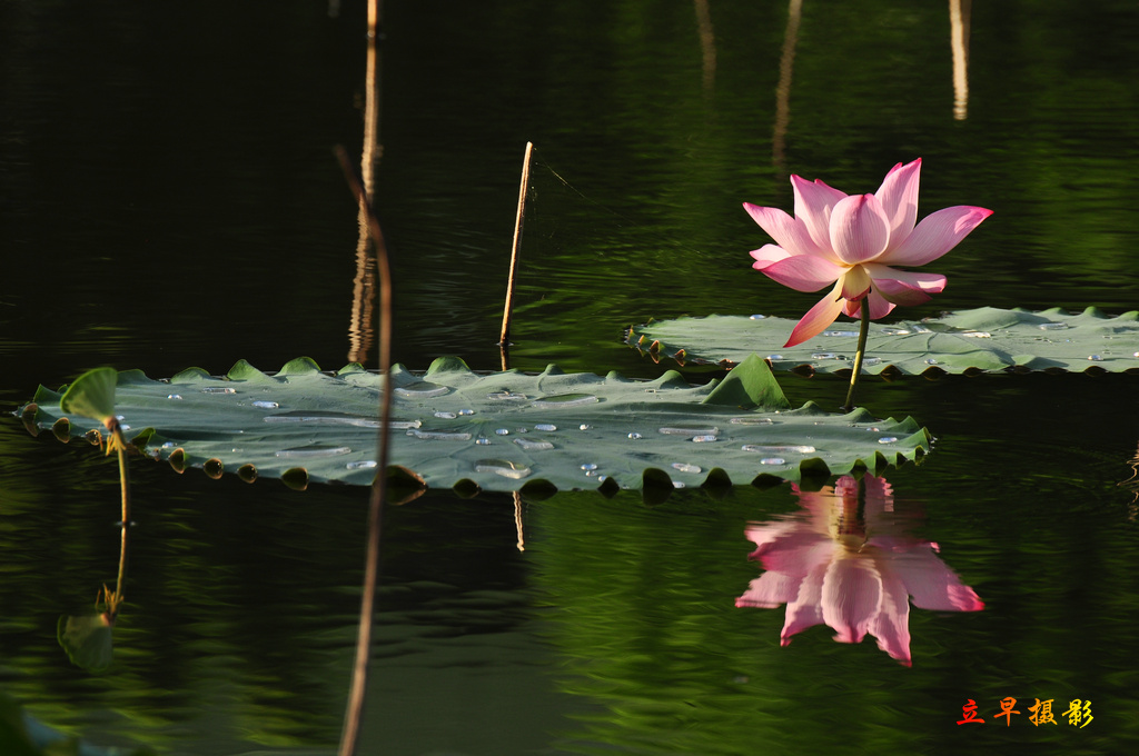 DSC_0907.JPG