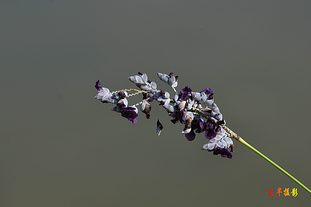 DSC_1431.JPG