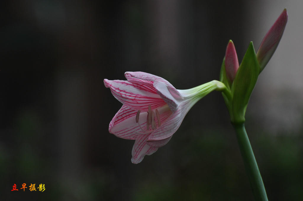 DSC_1017.JPG