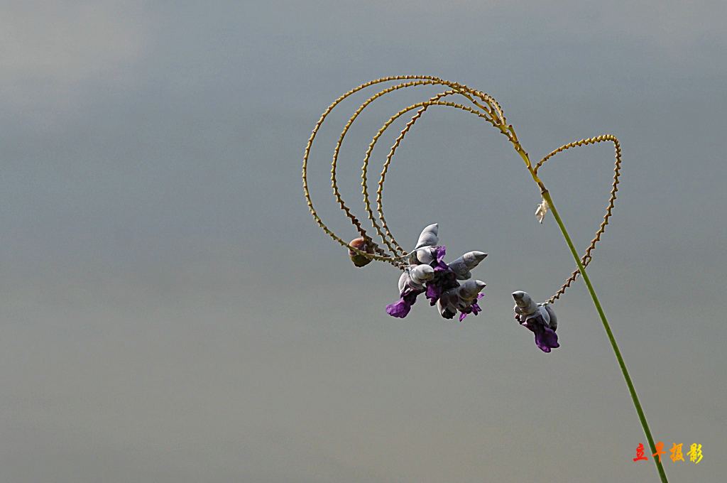 DSC_1427.JPG
