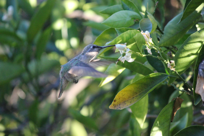 Canon&#39;s T2i 029_.JPG