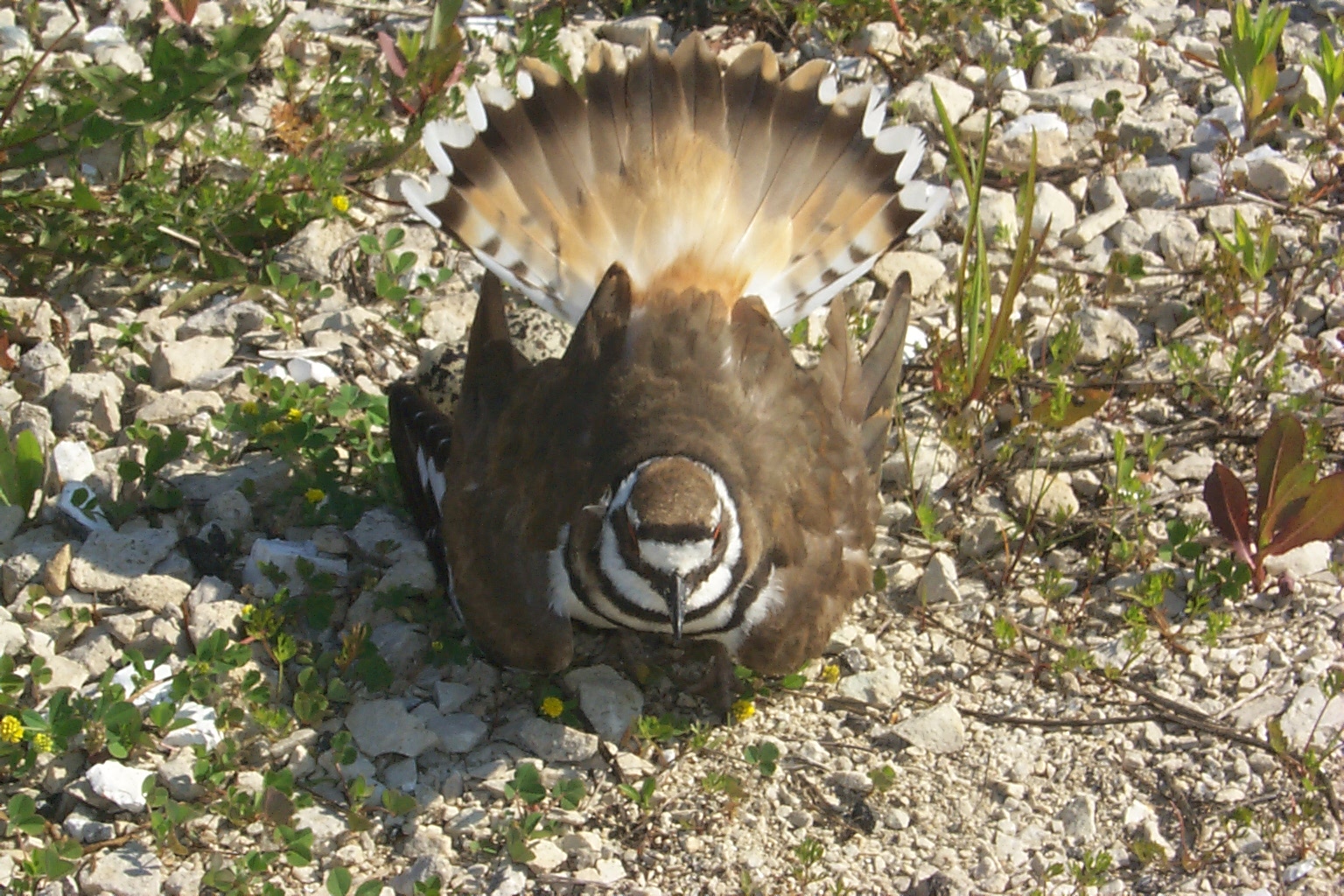 killdeer bird