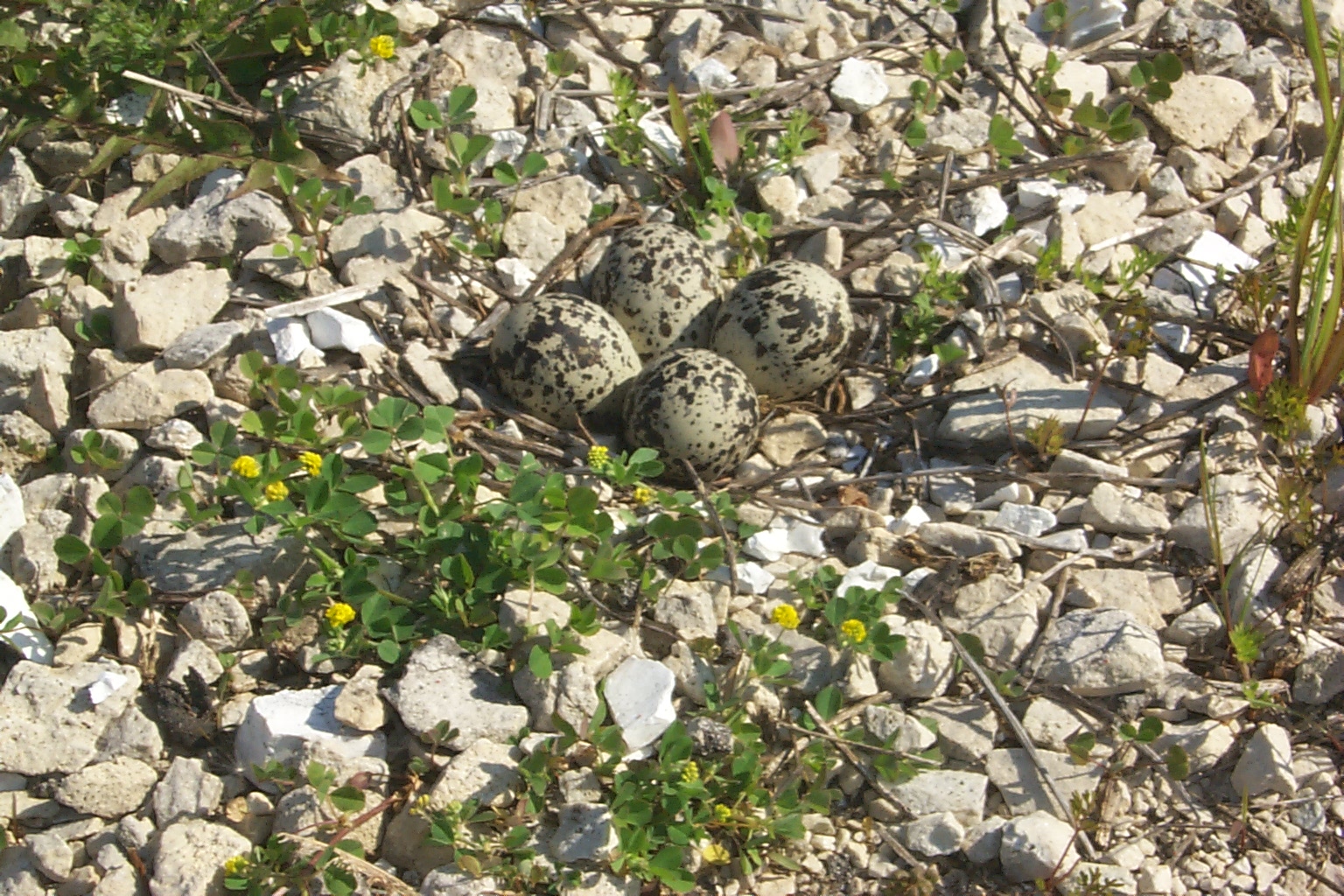 killdeer eggs