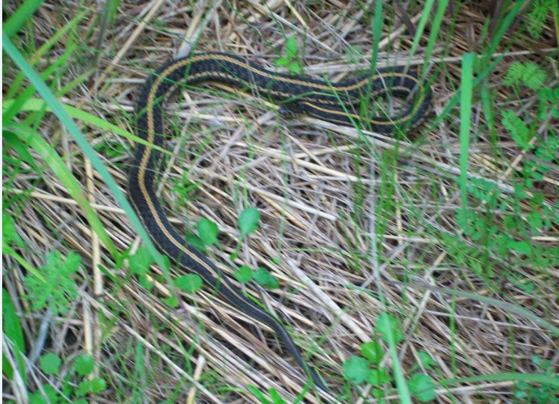 snake