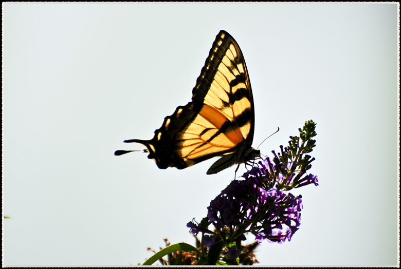 DSC_8645.jpg