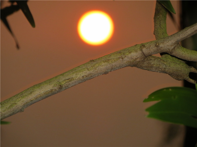 IMG_3750.jpg