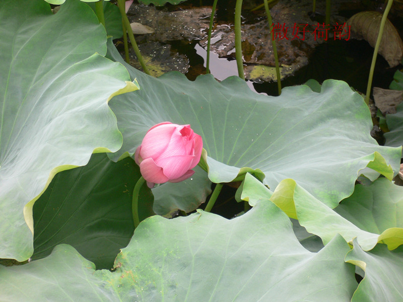 P1190628_.jpg