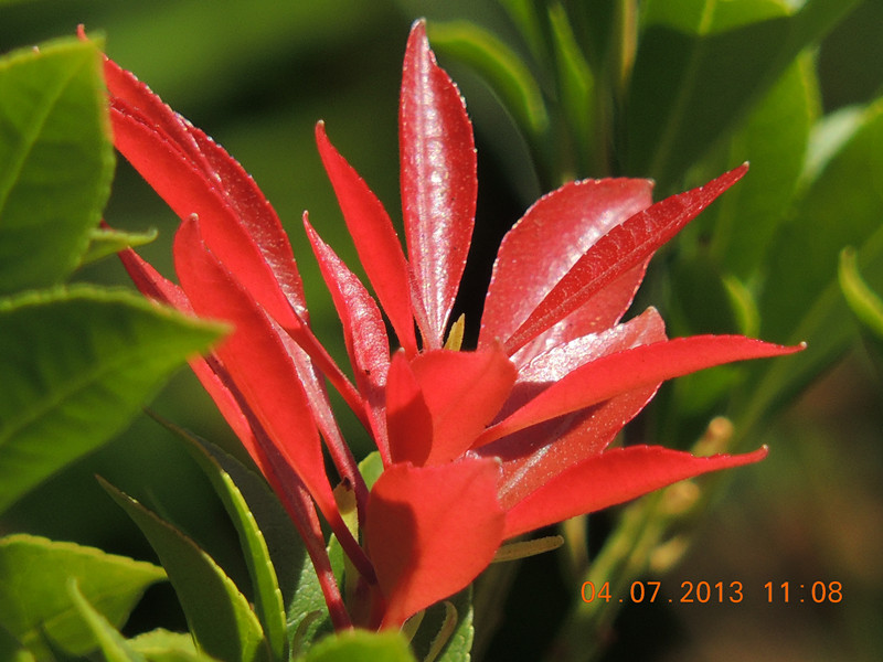 flower 080_.jpg