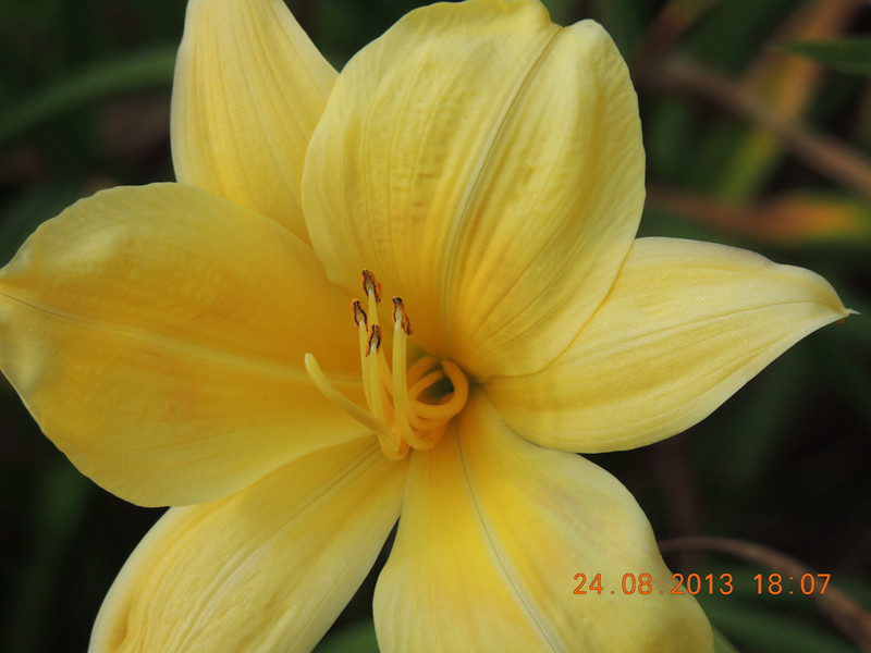 flower 691_.jpg