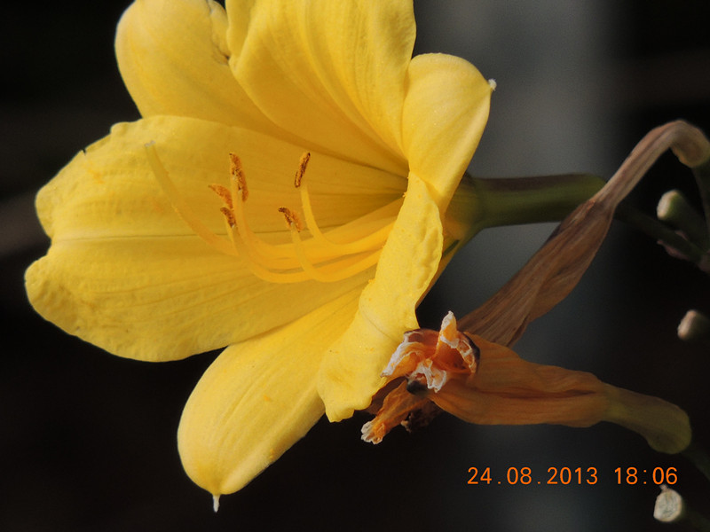 flower 688_.jpg