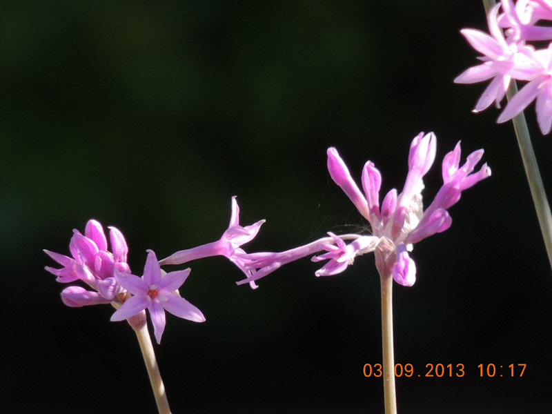 flower 851_.jpg