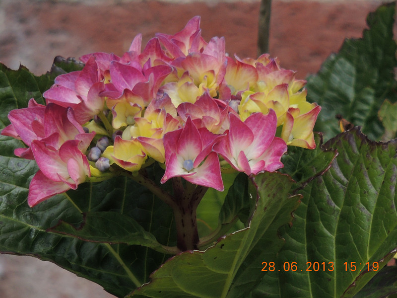 flower 039_.jpg