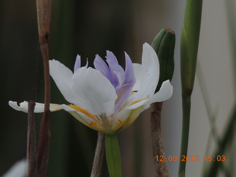 flower 910_.jpg