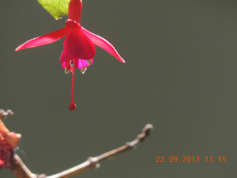 flower 1043_.jpg