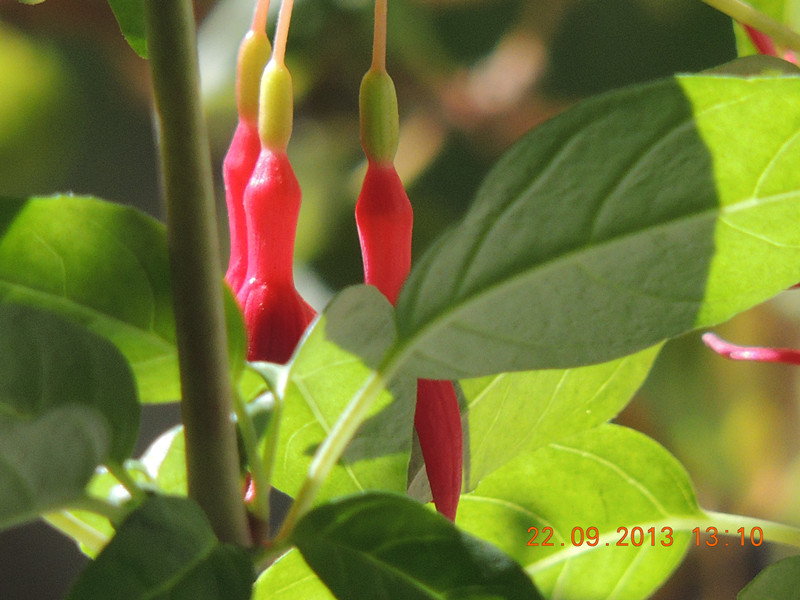 flower 1028_.jpg