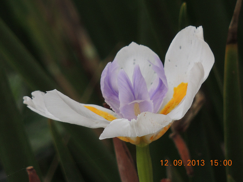 flower 887_.jpg
