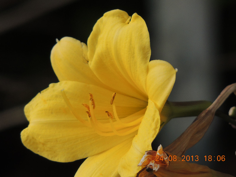 flower 687_.jpg