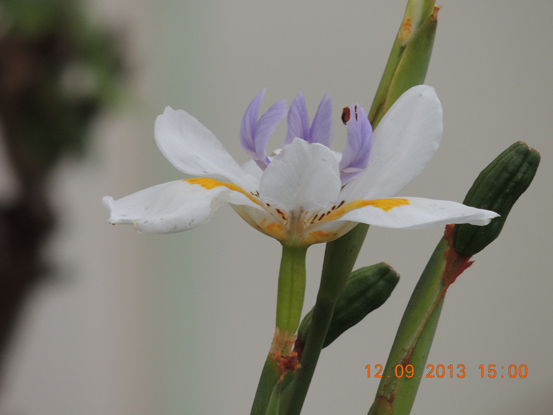 flower 891_.jpg