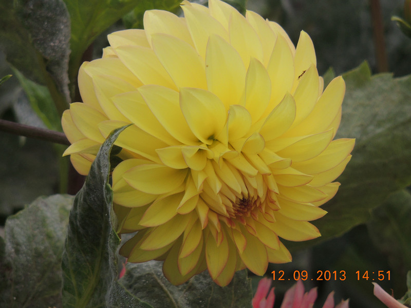flower 861_.jpg
