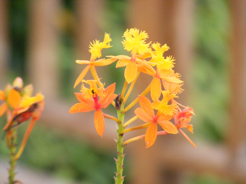 flower 424_.jpg