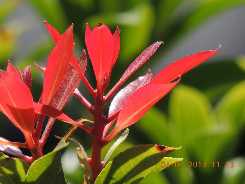 flower 093_.jpg