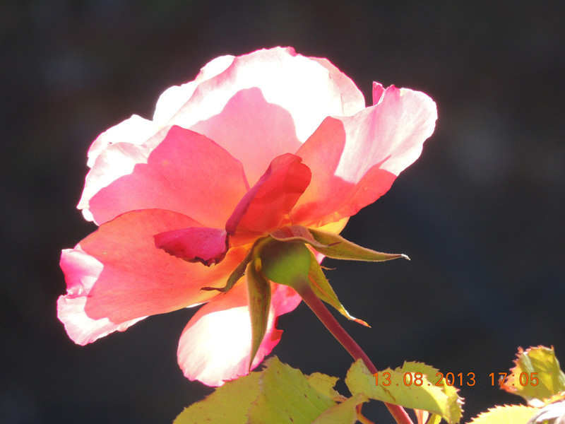 flower 452_.jpg