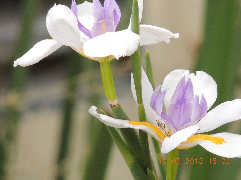 flower 902_.jpg